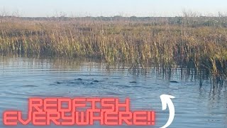 Welcome to Redfish SANCTUARY (Corpus Christi TX)