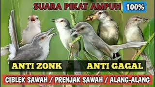 SUARA PIKAT BURUNG ciblek sawah prenjak sawah prenjak alang alang360p
