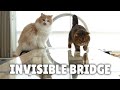 Invisible Bridge Crossing Challenge