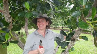 Jackfruit tree shaping method & management