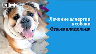 Лечение аллергии у собаки. Отзыв владельца