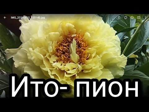 Жёлтый пион ИТО-гибрид Yellow Crown.