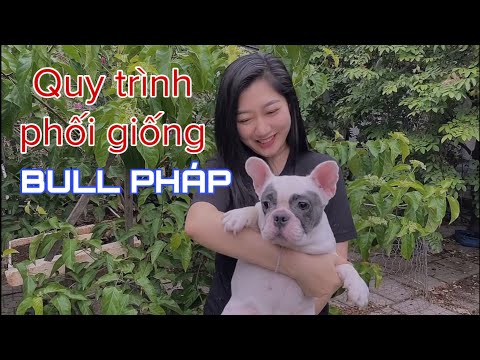 Video Bull pháp - Đón vợ cho Chai en - màu blue pied trông... - youtube