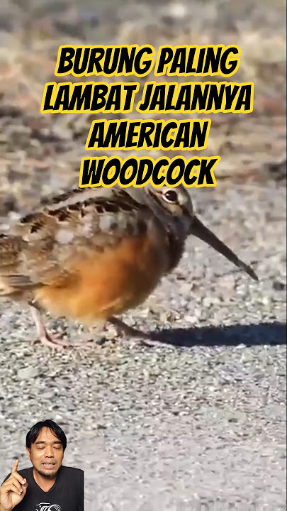 The slowest walking bird is the American wood cock bird.