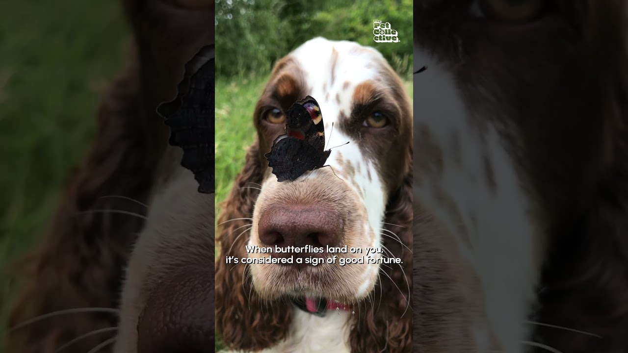 Beautiful Butterfly Lands On Dog's Face - YouTube