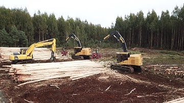 Tigercat H845D machines processing Eucalyptus roadside (no audio)