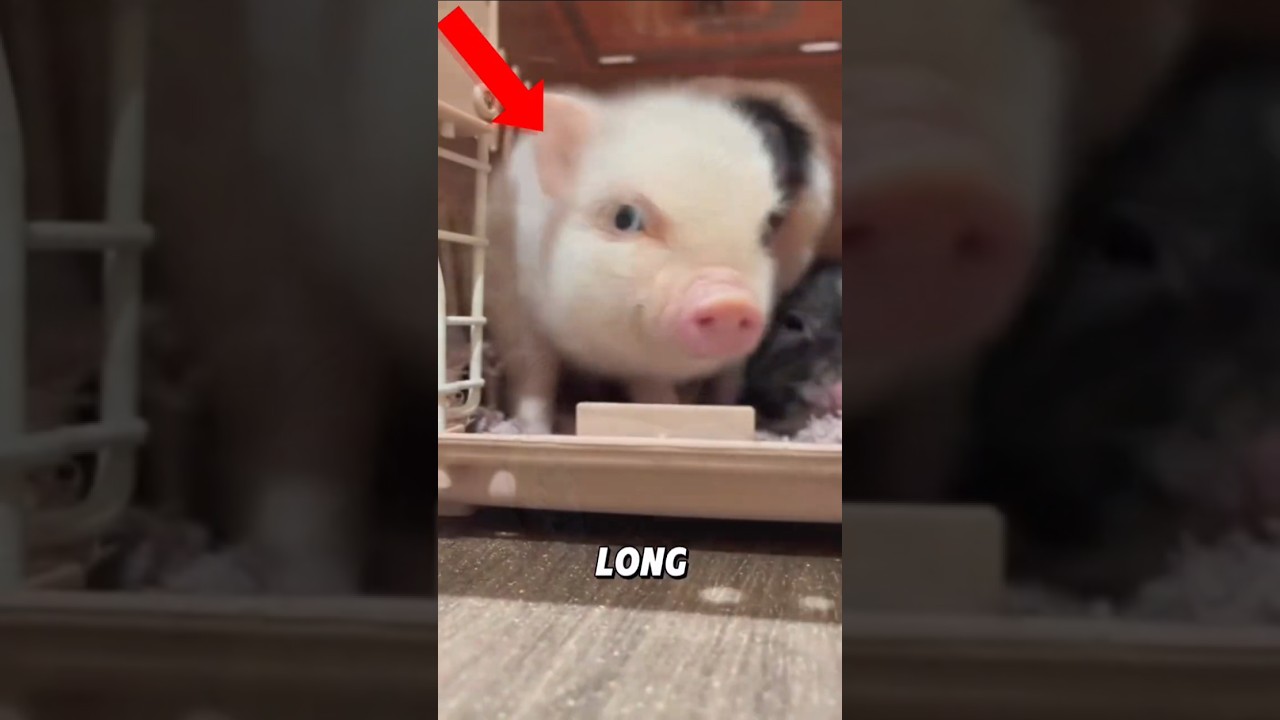 Эта миниатюрная свинка просто очаровательно крошечная 🐷💖