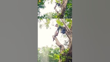 big tree cutting skills technique #shortvideo #chainsaw #treecutting