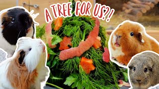 These Guinea Pigs Got Their Own Christmas Tree