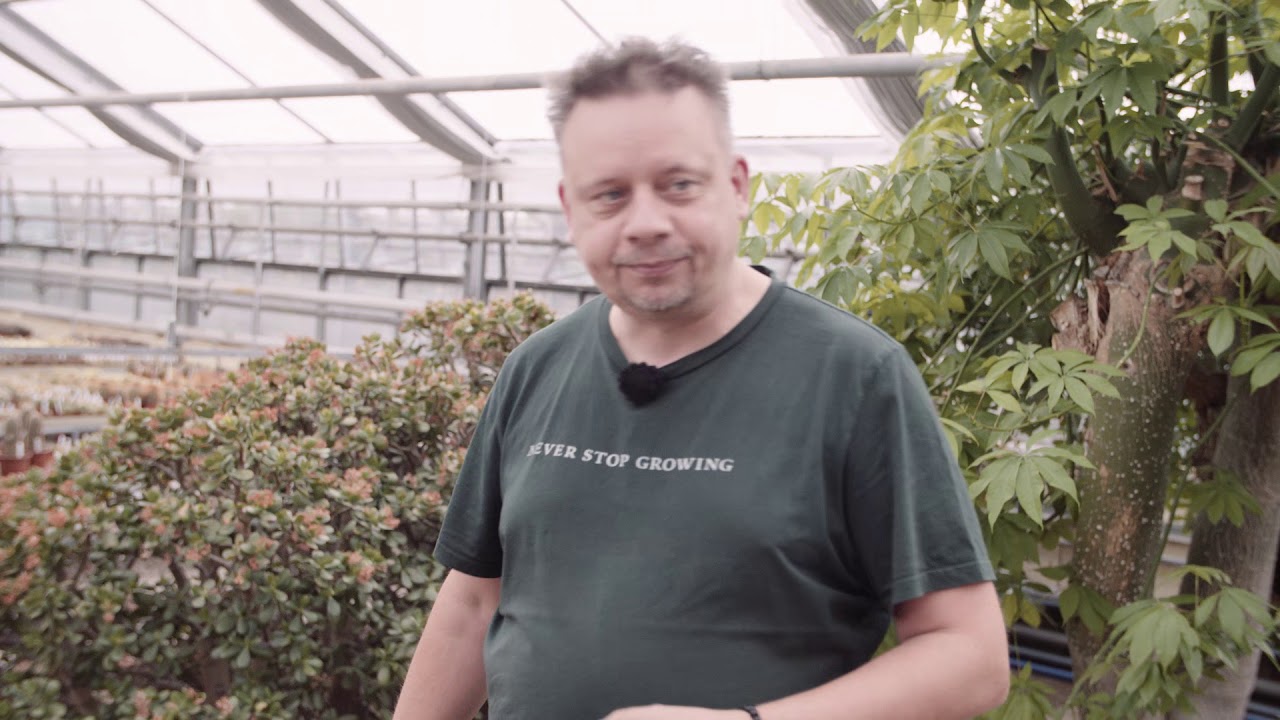 Kakteen Haage - Alte Kakteen, bemerkenswerte Pflanzen