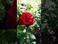 Троянда Символ Кохання-Любові  A rose is a symbol of love #shorts