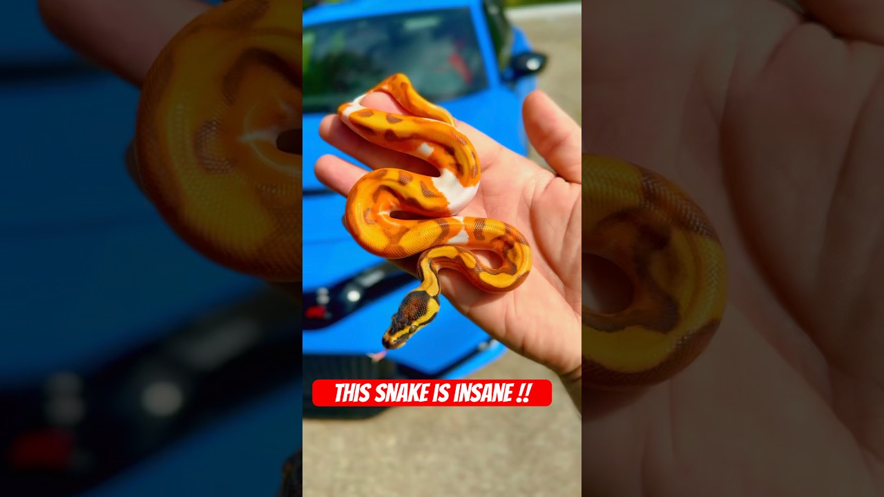 Get your sunglasses !! This SNAKE IS BRIGHT !!!!  