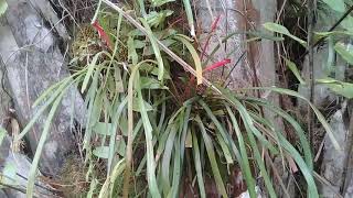 Instrumen Suara Alam Belukar Tanpa Hak Cipta silahkan Angkut ( NCS) cocok buat musik youtube