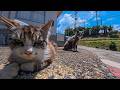 猫島の猫の集会所に向かうと猫たち集まってきた
