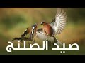 صيد عصفور بورقيطي او صلنج في سوريا     
