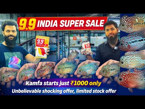 9.9 India Super Sale ๐ฑ Kamfa Flowerhorn Starting Just 1000 | Limited Stock