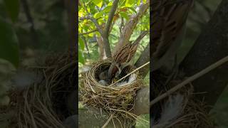 Tiny Bird Preparing Its Beautiful Nest🐦🌿 #Bird #Nest #Nature #Wildlife #BirdNest #BirdLife #Shorts