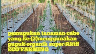 Pemupukan tanaman cabe yg ke 3 menggunakan Eco farming