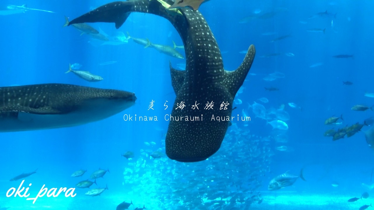 ノーザンライツ　（水）ジンベイザメ 沖縄】美ら海水族館 ジンベイザメ 「水中にいるような心地よさ