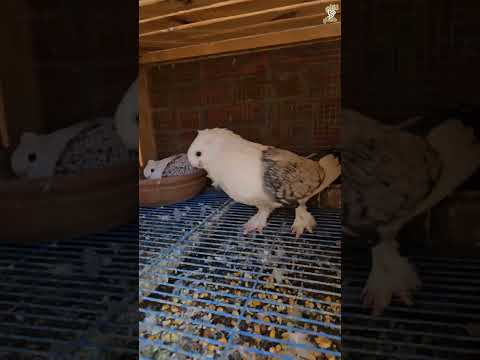 الحمام الكشك 