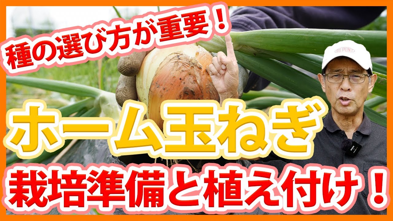 Tips for preparing and planting onions in your home garden or farm