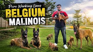 PURE WORKING LINE! 🔥 Belgium Malinois | Puppies Available