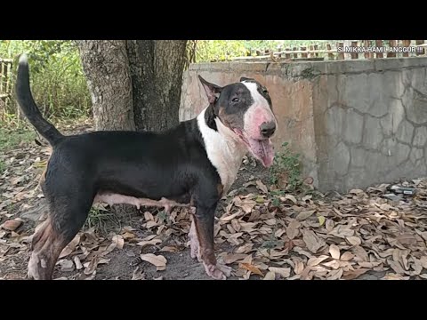 Video: Tanda-tanda Kehamilan Palsu dalam Anjing