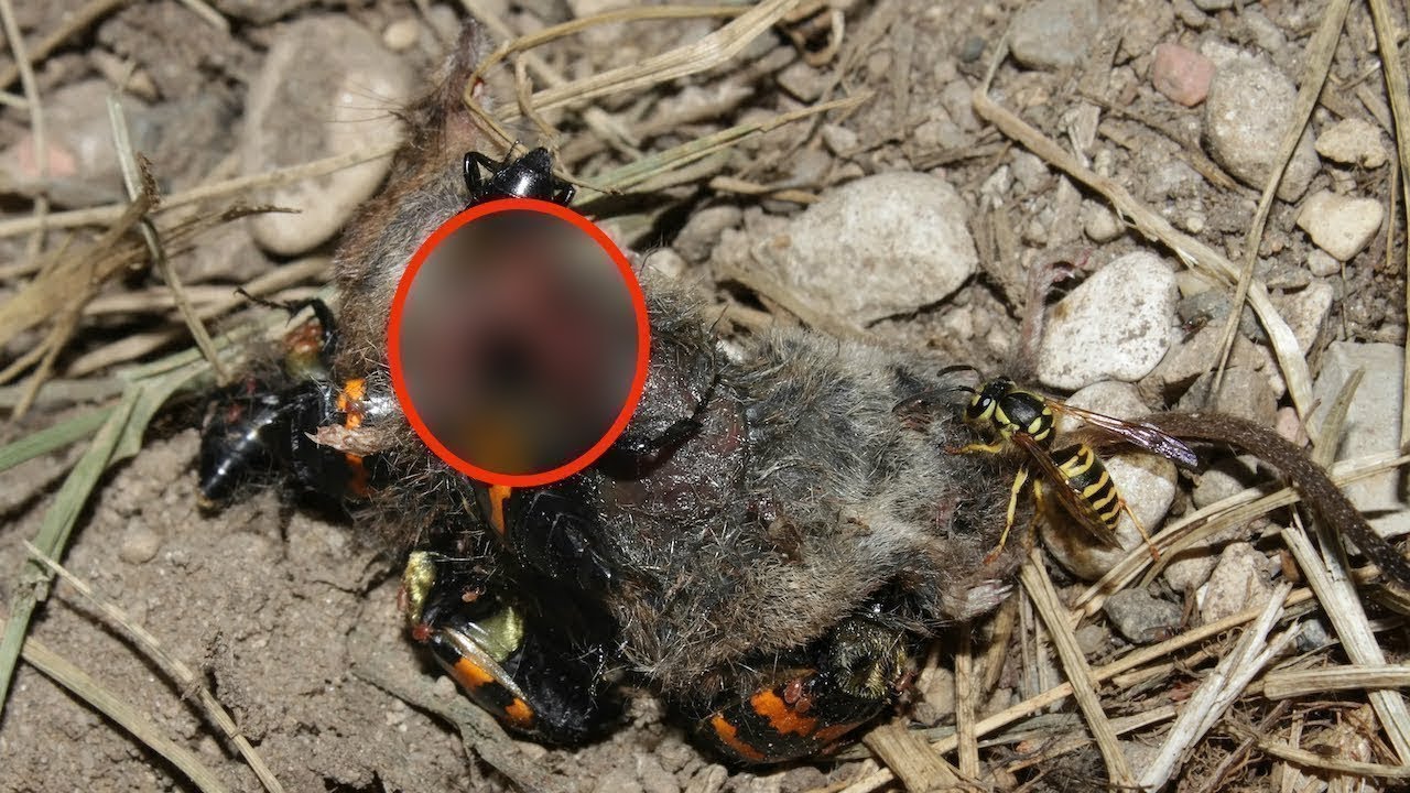 Worst Animal Parents In The World YouTube
