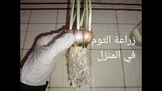زراعة الثوم في المنزل ?? | Growing Garlic at home ( @Soumaya_Messaoudi  )