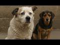 The Tragic Betrayal of a Loyal Dog