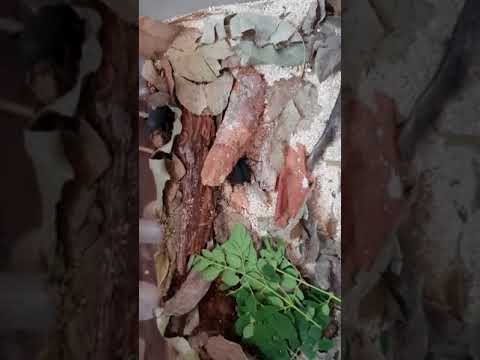 camera iphone 8 plus apk Darkling Beetles - South Australia, Cape York locale