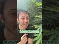 What’s the difference between Hemp & Cannabis? | #shorts