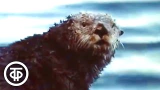 видео: Командоры. Остров Медный (1977) картинка: Командоры. Остров Медный (1977)