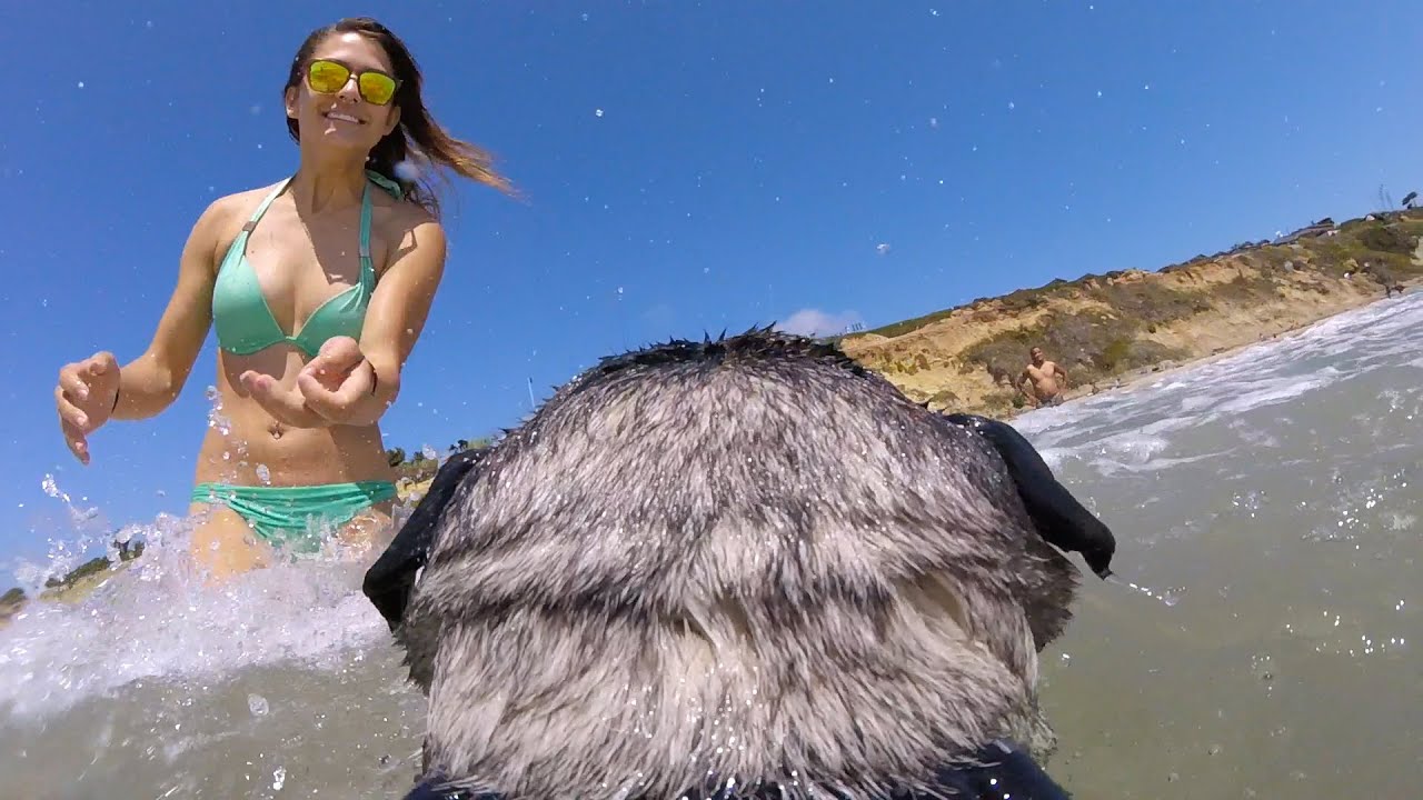 GoPro: Brandy the Surfing Pug