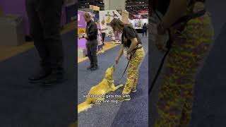 The Nose Dog Training you are such a gem! I love working with trainers and handlers like this by Pets on Q 116 views 1 year ago 1 minute, 10 seconds