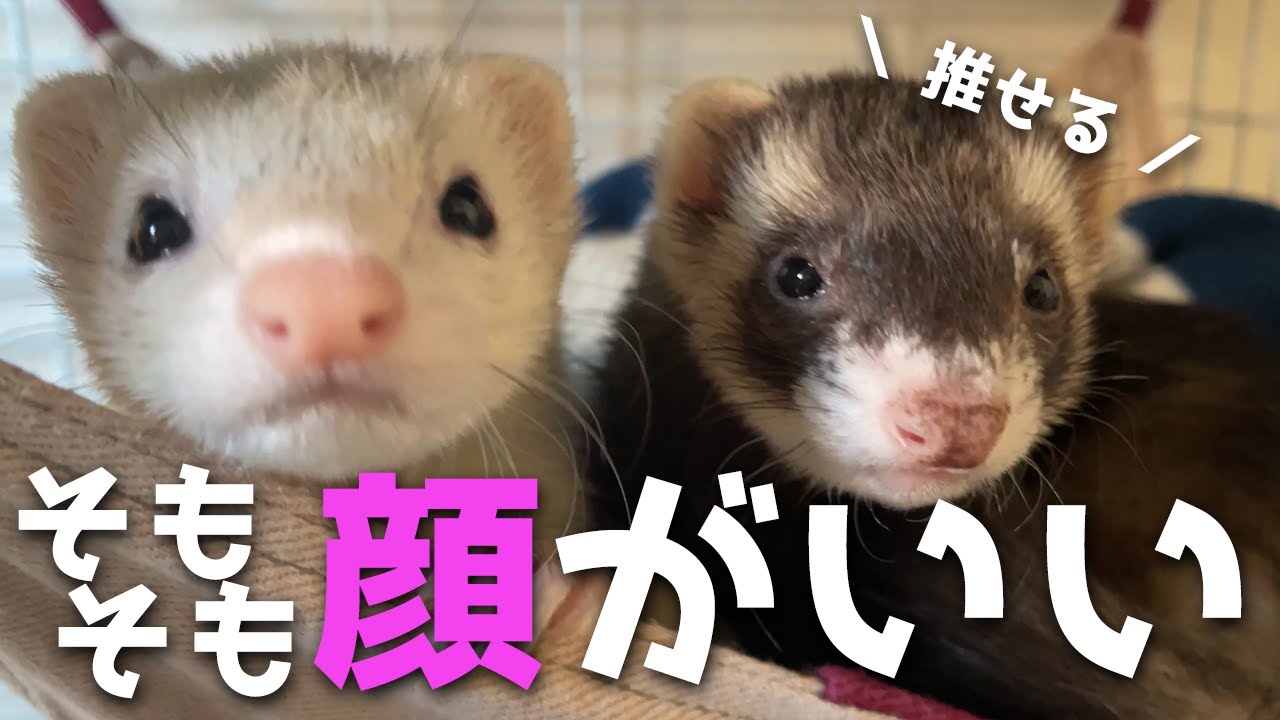 フェレットのたれ蔵くん 胴長短足は最強の癒し フォトジェニックmg Youtube フェレットのたれ蔵くん 胴長短足は最強の癒し フォトジェニックmg Youtube