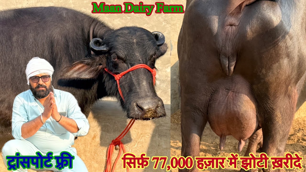 सिर्फ़ 77,000 हज़ार में भैंस ✅12 से 18 लीटर दूध की झोटिया 🏆20 Buffalo For Sale 😱Maan Dairy Farm 👈🏻