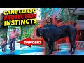 Cane Corso PROTECTION Instincts IN ACTION! の動画、YouTube動画。