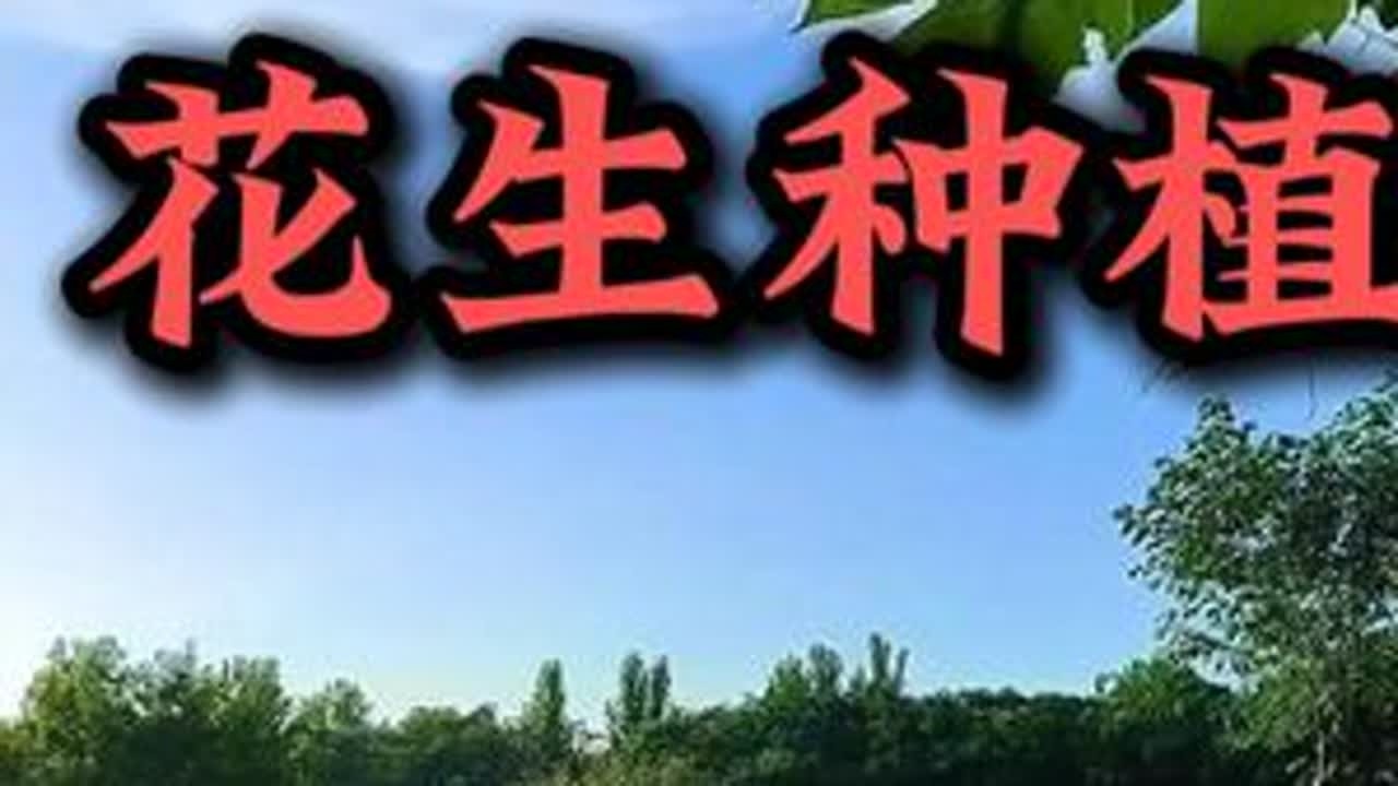 #花生 #花生种植 #花生种植技术 #三农