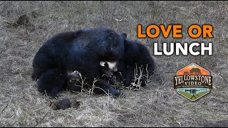 Is it Love or Lunch - a black bear pair courting a bit rough and early in the season.  Yellowstone by Yellowstone Video 1,434 views 11 months ago 22 minutes