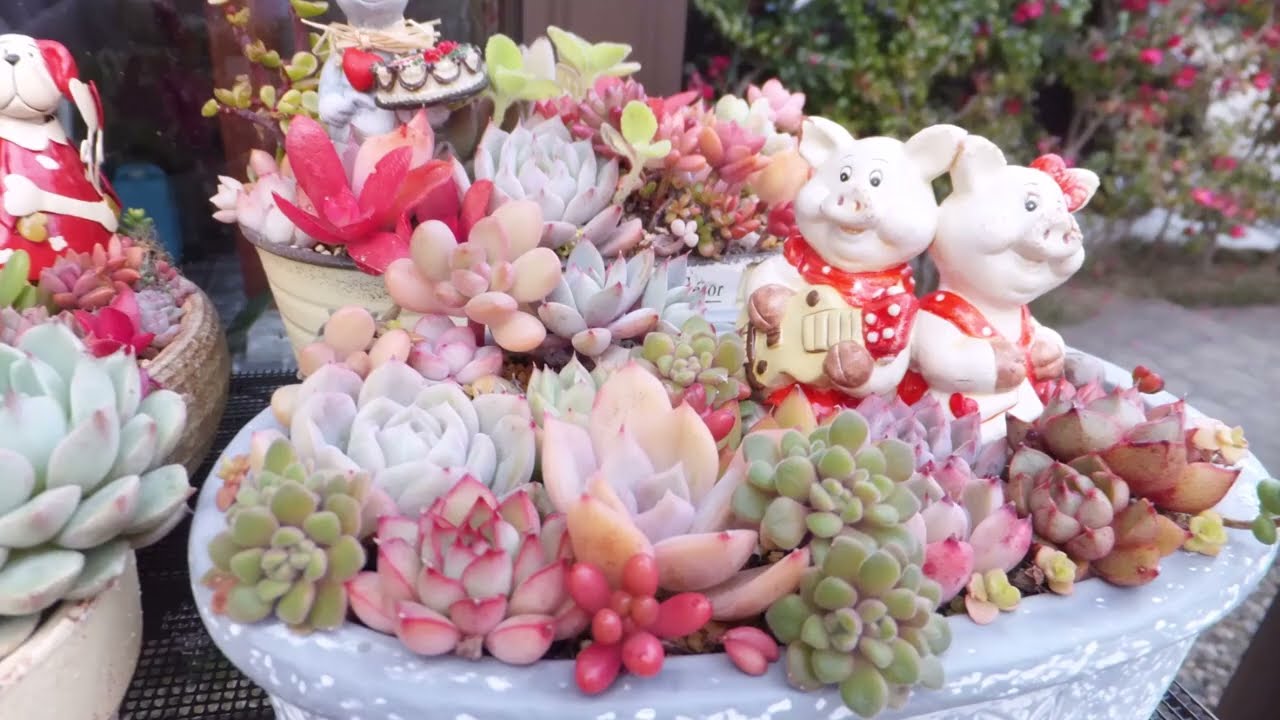 2025年　3月多肉植物