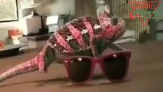 Hewan Aneh Dan Lucu Ini Di Temukan Di Thailand