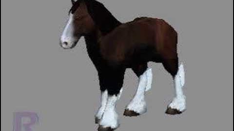 horse - idle animation test
