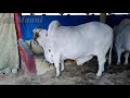 These Bulls Are Really Very Heavy || Surmawala Cattle Farm || Big Bulls