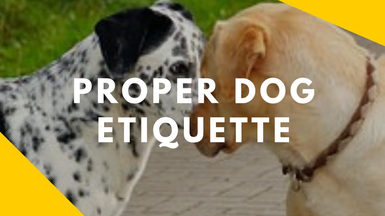 Proper Dog Etiquette On Leash Greetings YouTube