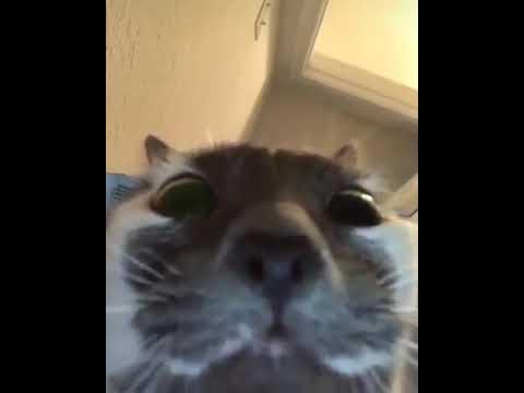 Черный кот смотрит в камеру мем Я в прямом эфире :) :-) - YouTube
