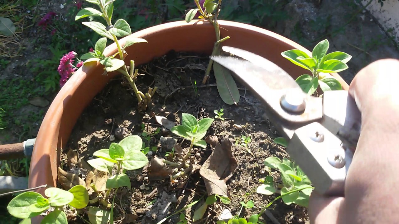 Petuniyanın budanması (Petunia nyctaginiflora)