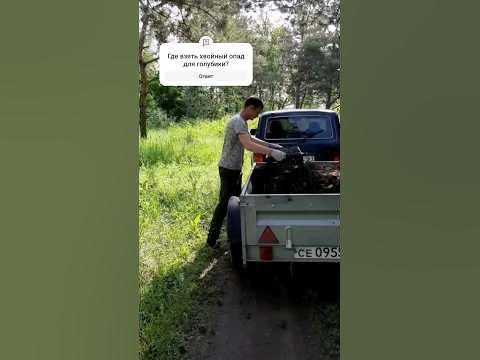 Где взять хвойный опад для голубики? #дачныйсезон #садогород #дача # ...