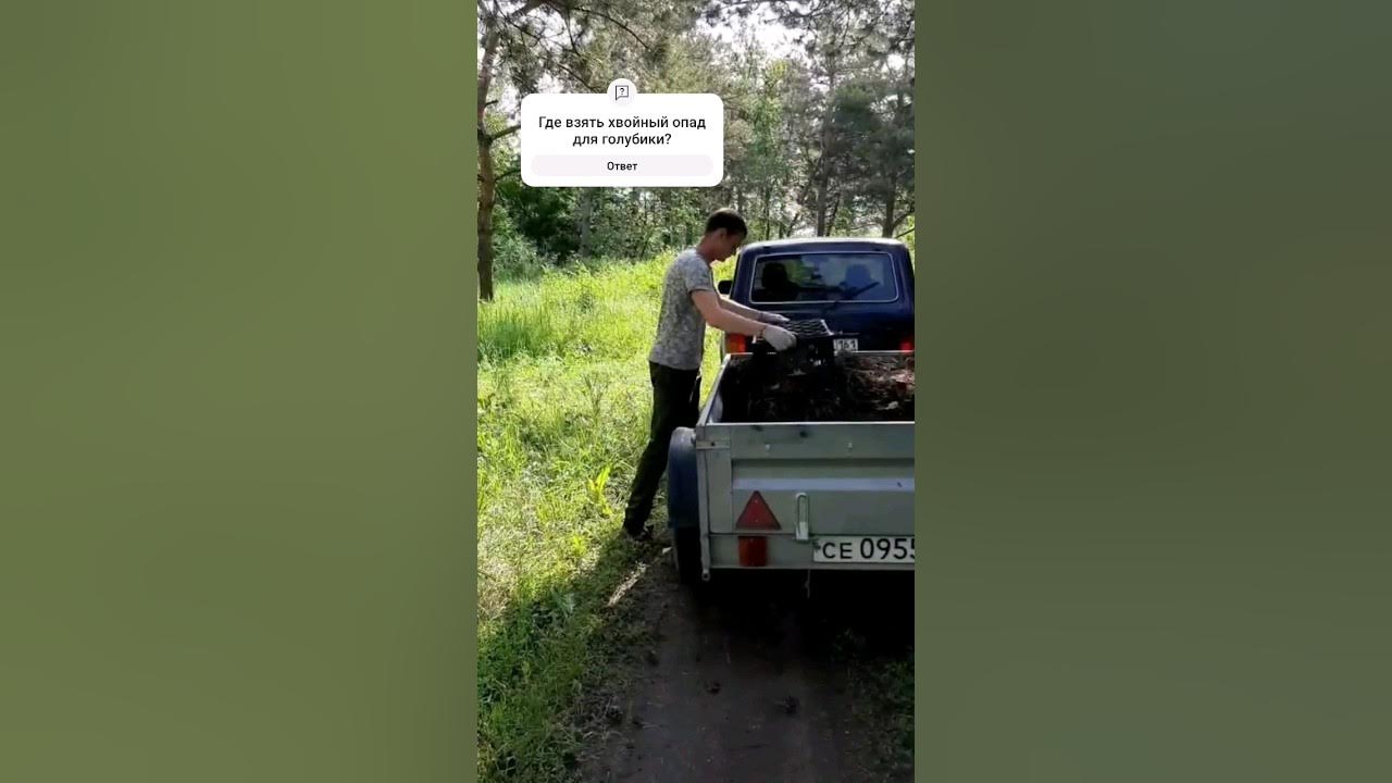 Где взять хвойный опад для голубики? #дачныйсезон #садогород #дача # ...