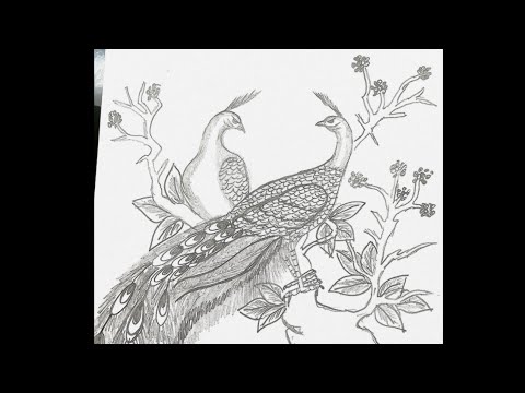 Video Cách Vẽ CHIM CÔNG đơn giản bằng bút chì #1 - CHIM... - youtube